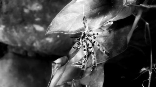 Close-up of flowering plant