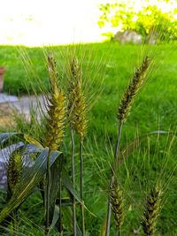 Close-up of crops growing on field