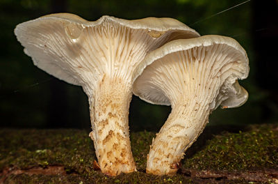 Close-up of mushrooms growing on field