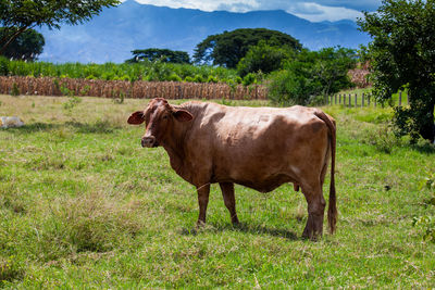Brown cow at the beautiful landscapes of the region of valle del cauca in colombia
