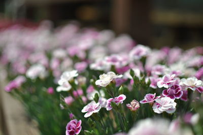 Close-up of pink flowering plants