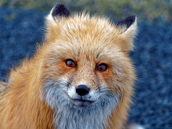 Close-up portrait of pig in winter