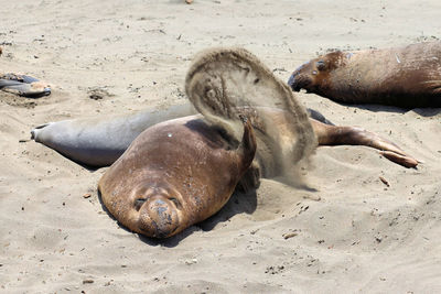 Elephant seal throwing sand
