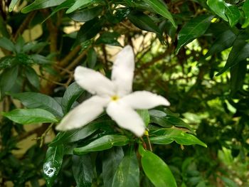 Close-up of white flowering plant