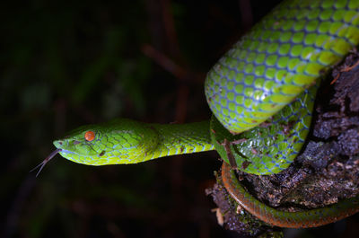 Close-up of snake