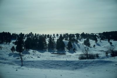 Trees on snow covered landscape against sky