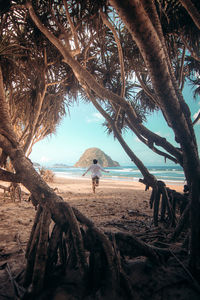 Trees on beach against sky