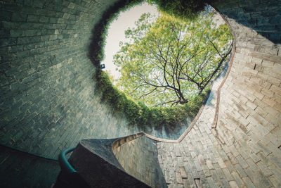 High angle view of tree trunk