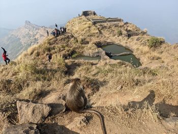 Monkey on the summit