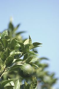 Low angle view of fruits growing on plant against sky