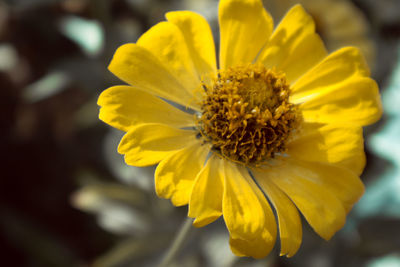 Close-up of yellow flowering plant