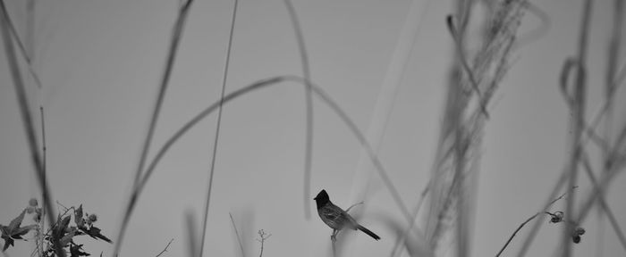 Low angle view of bird perching on plant against sky