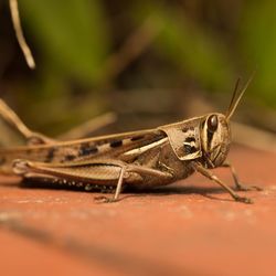 Close-up of insect