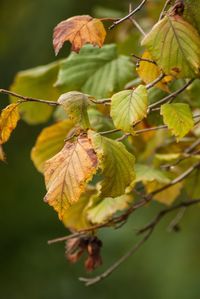 Close-up of orange leaves on tree