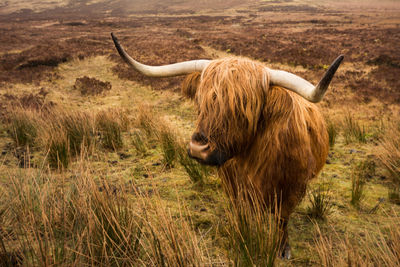 Scottish highland cow in field. highland cattle. isle of skye ,scotland