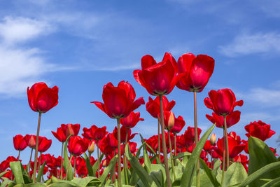 Close-up of red tulip flowers against sky