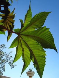 Low angle view of green leaves against sky
