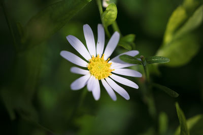 Close-up of white flowering plant