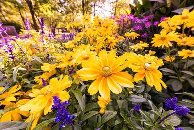 Close-up of yellow flowers in garden