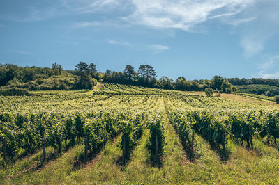 Scenic view of agricultural field against sky