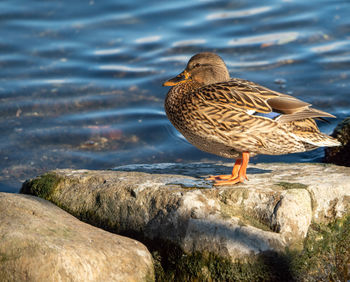 Bird on the shores of lake ontario