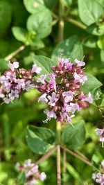 Close-up of pink flowering plant