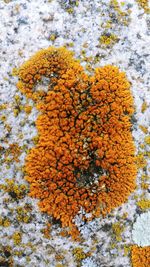 Close-up of yellow flowering plant