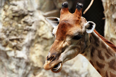 Close-up of horse