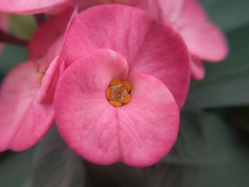 Close-up of pink flower