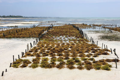 Wooden posts on beach by sea against sky