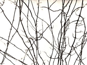 Low angle view of bare branches against clear sky