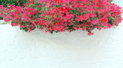 Close-up of pink flowers against white wall