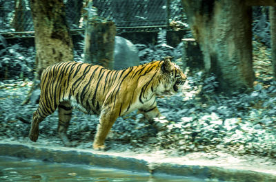 Tiger in a zoo