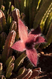 Close-up of red flower