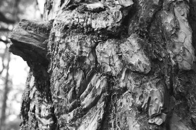 Close-up of tree trunk