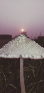 Close-up of snow on plant against sky during sunset