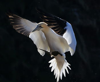 Close-up of swan flying over lake