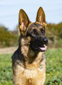 Portrait of a dog looking away