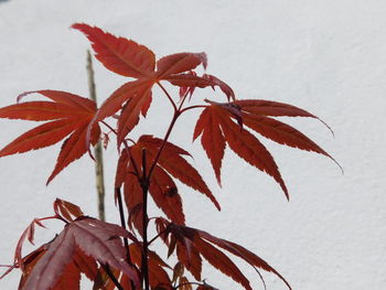 Close-up of maple leaves during autumn