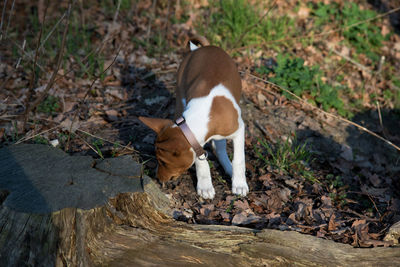 Dog standing on field