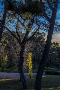 Trees on field