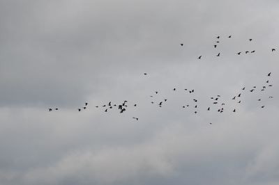 Low angle view of birds flying against sky