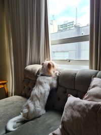 Dog relaxing on sofa at home