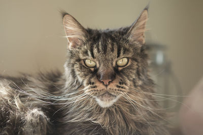 Close-up portrait of tabby cat