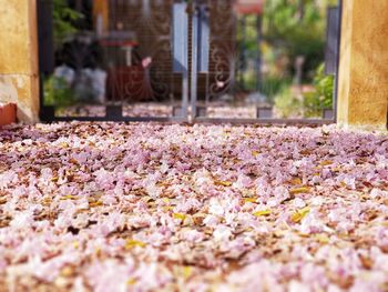 Close-up of pink flowering plant