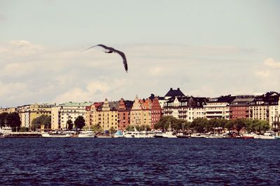 Birds flying over river in city against sky