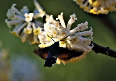 Close-up of insect on flower