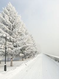 Snow covered road by trees against sky