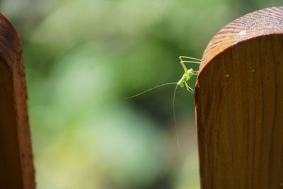 Close-up of insect on wood