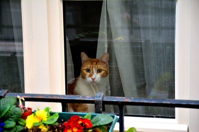 Portrait of cat on window sill